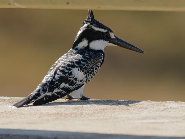 <h3><a href="/trips/safari/biota/animalia/chordata/aves/037 coraciiformes/003 alcedinidae/ceryle rudis/ceryle rudis-nl.html">Ceryle&nbsp;rudis</a> / Pied&nbsp;kingfisher / Bonte&nbsp;ijsvogel</h3>OM-1 Mark II met OLYMPUS M.300mm F4.0, 1/2000 sec  bij F4.0, ISO 500, afstand 10.0&nbsp;m